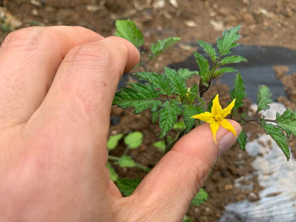 ▲ 열매처럼 꽃도 아래를 향하고 있어 다 보기 위해서는 손으로 들어 올려야 한다. 연약한 꽃이 떨어질 수 있으므로 이때는 매우 조심해야 한다. 꽃이 지면 방울이 달리고 채리 토마토라고 부르는 녀석이 익기 시작한다. 따서 먹을 때는 너무 익은 것보다는 조금 덜 익은 것이 좋다고 한다.