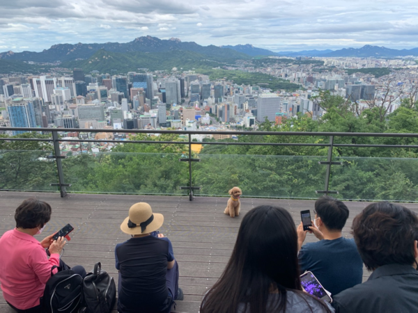 ▲ 구경 거리의 대상이 분간이 안갑니다. 푸들인지, 사람인지 서로 쳐다 보고 있습니다.멀리 보이는 곳의 높은 곳에서 이런 풍경을 보고 있노라면 피곤은 방금 사라집니다.