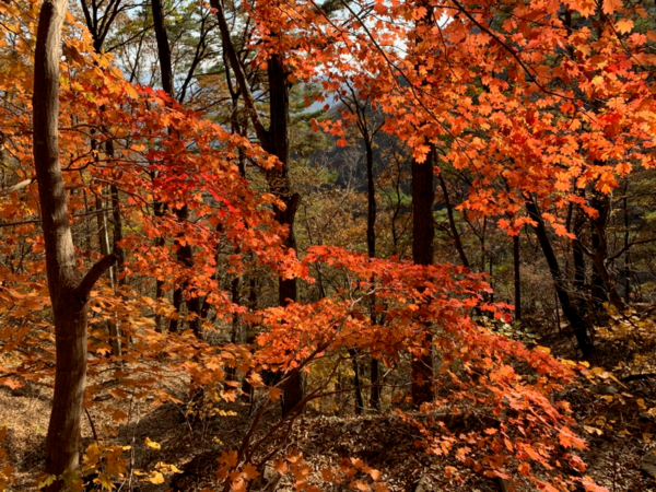 ▲ 오메 단풍들었네, 절로 시 한구절이 따라온다. 산을 오르다 보면 땀이 난다. 그래도 쉬지 않고 오르는 사람이 있다. 그런 사람 따라 할 필요없다. 땀이 나면 식히면서 주변을 보자. 그러면 이런 풍광과 마주칠 수 있다.