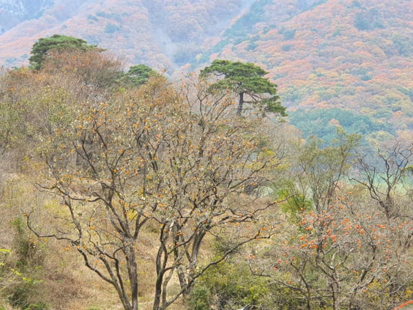 ▲ 감이 익었다. 그러기까지 얼마나 수고스러웠을까. 그래서 주인없는 감인감? 하는 한가한 소리로 위로해 본다.