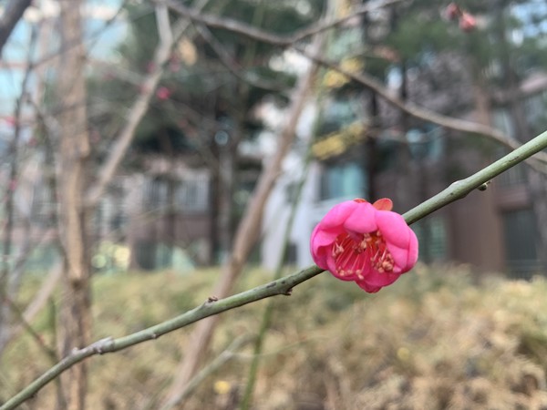 ▲ 아직은 차가운 바람 불지만 봄은 이미 도착했지요. 끌어 당기는 힘이 있다면 저항하기보다 딸려 가면 좋을 때가 있지요. 바로 이 때 입니다.