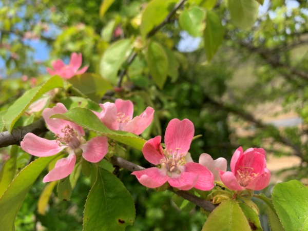 ▲ 모과꽃은 봄 날이 가기 전인 4월에 핀다. 연홍색 꽃잎이 마치 봄바람에 휘날리는 치마와 같다.