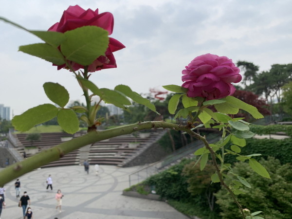 ▲ 보고 또 봐도 질리지 않는 것은 그대 얼굴만이 아니다. 가시를 품은 분홍장미는 봐주는 사람이 없어도 언제나 활짝 웃고 있다.