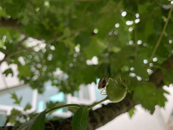 ▲ 산사나무 열매에 붙은 노린재 한 마리가 앞발을 조심스럽게 움직이면서 아침 식사에 열중이다.