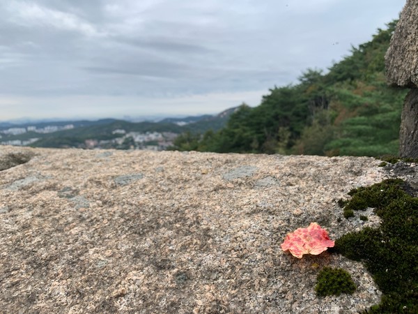 ▲ 어디서 날아와 떨어졌나, 단풍 하나. 마지막 잎새는 누군가에는 희망이다.