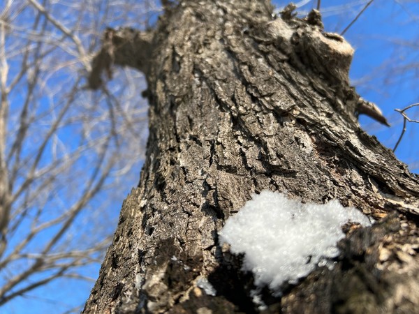 ▲ 고목을 벗삼아 눈은 녹는 대신 쉬고 있다. 늙은 나무는 눈조차 품안에 들이는 넉넉한 인심을 보여준다.