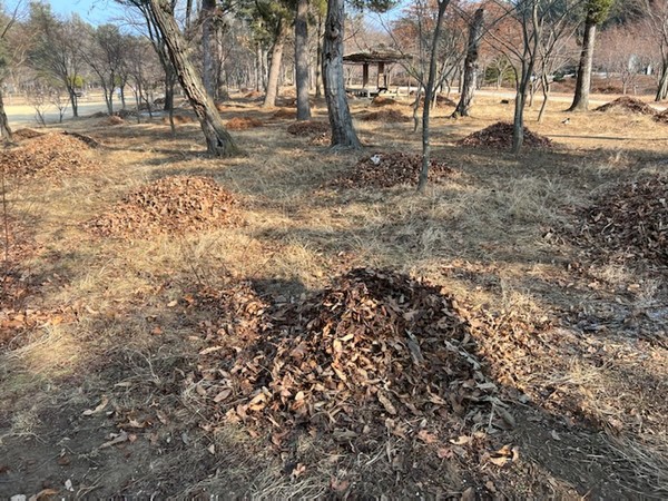 ▲ 잘 마른 낙엽을 보면 아궁이의 불쏘시개로 사용하고 싶고 또 어떤 때는 산불조심을 떠올리고 그런가하면 우수에 젖어들고 싶기도 하다.