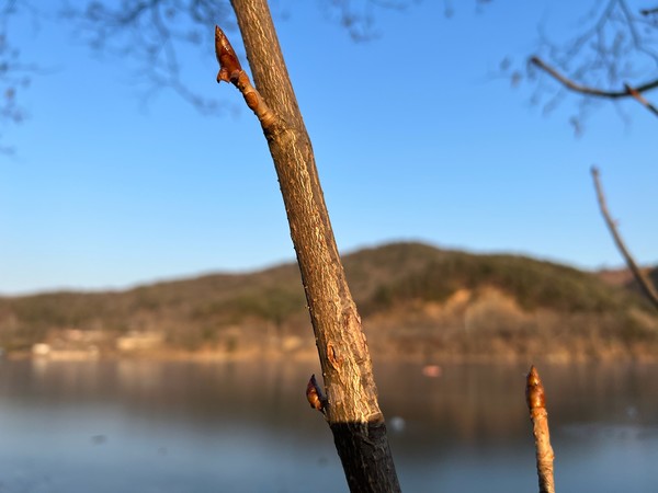 ▲ 자연은 순서를 잘 지키지요. 겨울 다음에는 봄이 옵니다. 길게 돋아나는 새싹을 보면 알 수 있지요.