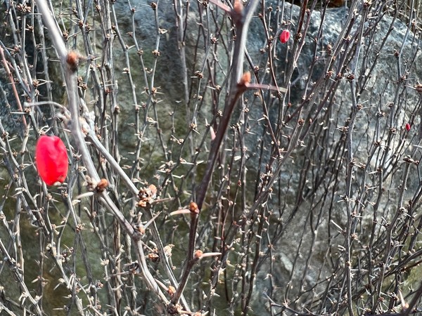 ▲ 잎나고 열매 맺는 과정을 보기 위해 이 자리에 또 오고 싶다.