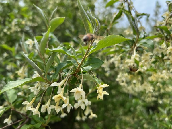 ▲ 보리수 꽃향에 취한 꿀벌들이 정신없이 꿀을 빨고 있다.