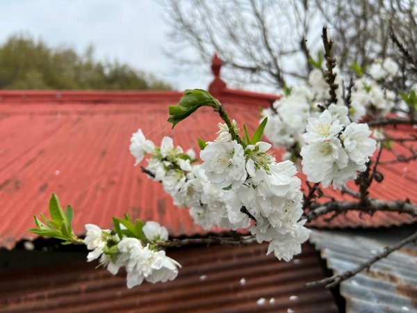▲ 하얀 복숭아꽃이 빨간 함석지붕과 어울린다.