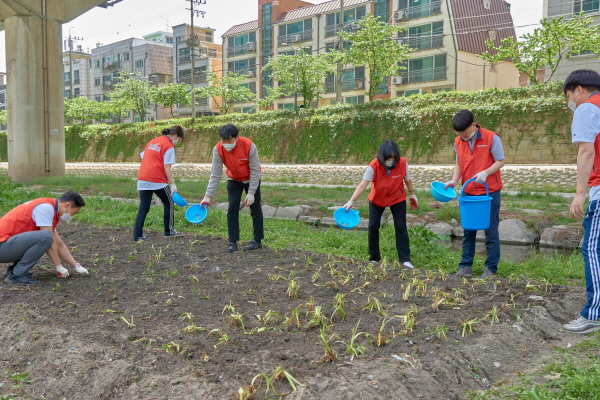 ▲ 한국건강관리협회 서울동부지부는 지난 27일(수) 직원들과 함께 동대문구 정릉천에 노랑꽃창포 500본(本)을 식재했다.