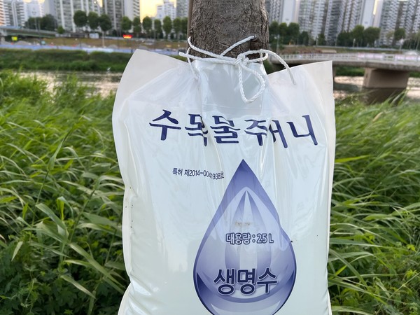 ▲ 수목물주머니가 제때 투입됐더라며 많은 나무가 죽지 않고 살았을 것이다.