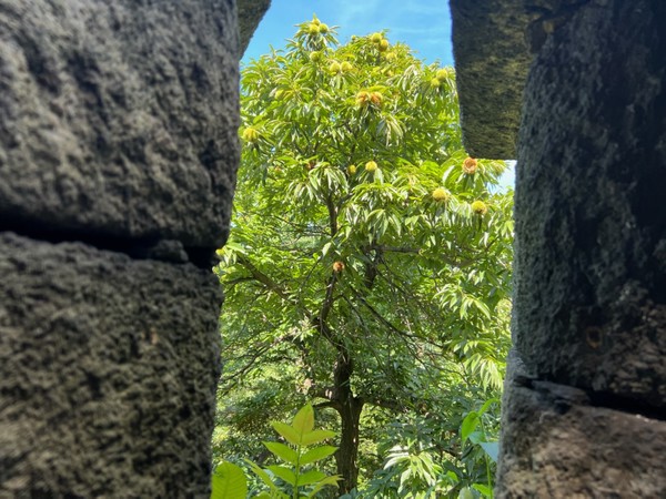 ▲ 성문 사이로 익은 밤이 보인다. 갈수만 있다면 떨어진 알밤을 줍고 싶다. 밤은 날것으로 먹어도 좋고 삶아 먹으면 더 좋다.