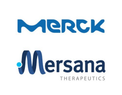 ▲ 머크와 머서나는 머크의 항체와 머사나의 플랫폼 기술을 활용해 표적 2개에 대한 새로운 항체약물접합체를 개발하기로 합의했다.