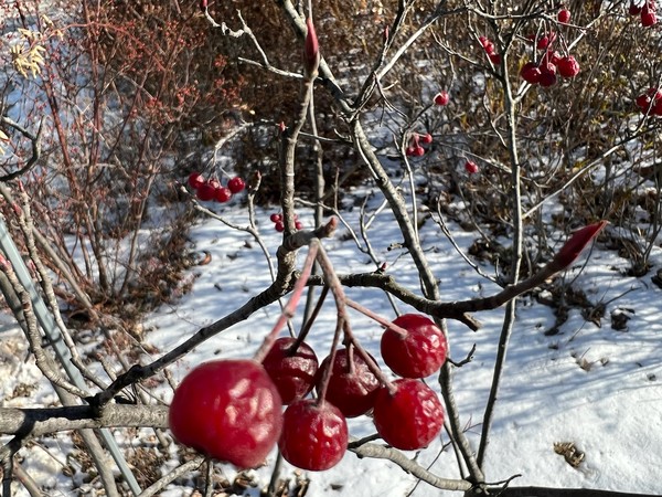 ▲ 윤노리나무의 열매는 가을에 익는데 따먹는 사람이 없으면 겨울까지 붉은 색을 유지한다. 목으로 넘길 게 없어서 아쉽지만 맛은 아주 달다.