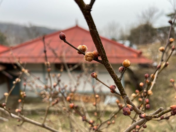 ▲ 붉은 지붕을 배경으로 산수유가 준비한다. 몸을 풀고 있다. 노랑은 멀지 않았다.