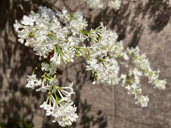 ▲ 라일락 향을 맡지 않고 봄을 보낼수 없다. 하이얀 꽃이 바람에 살랑인다. 내 인생의 클라이막스는 먼데 있지 않다.