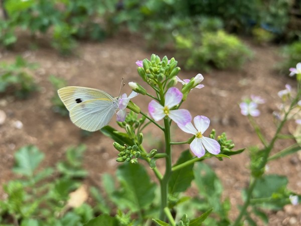 ▲ 종자를 보관하려고 마음 먹었더니 이런 예쁜 꽃을 보았다.