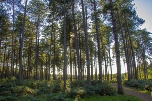 ▲ 한국아스트라제네카는 아스트라제네카가 28일 전 세계적으로 진행하고 있는 ‘아스트라제네카 숲(AZ Forest)’ 조성 프로그램에 약 4억 달러(한화 약 5,212억 원)를 추가로 투자한다는 계획을 발표했다고 29일 밝혔다. 