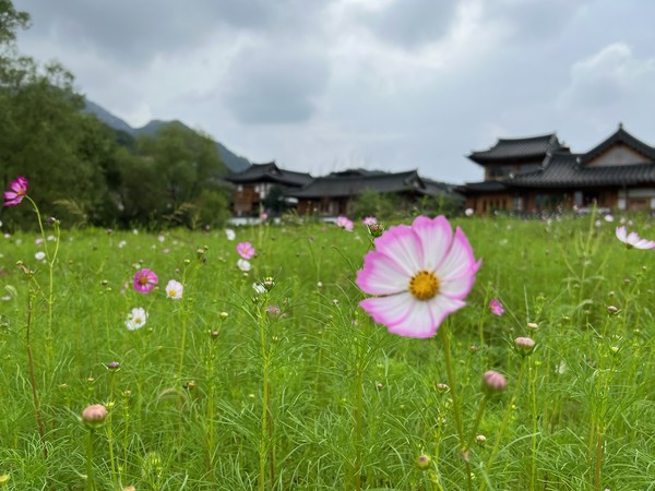 ▲ 산과 집을 배경으로 코스모스가 가득 피어 있는 모습은 낭만가객을 불러 모은다.