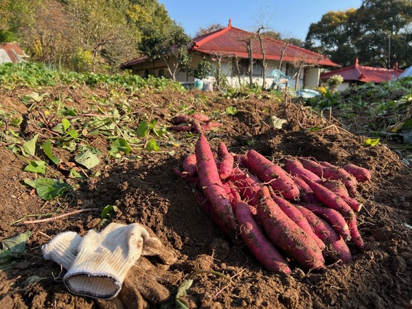 ▲ 수확하는 자는 손톱밑의 때를 아랑곳하지 않는다.