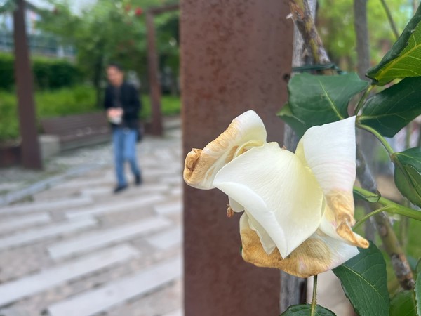 ▲ 장미는 시들었어도 향기는 여전하다.