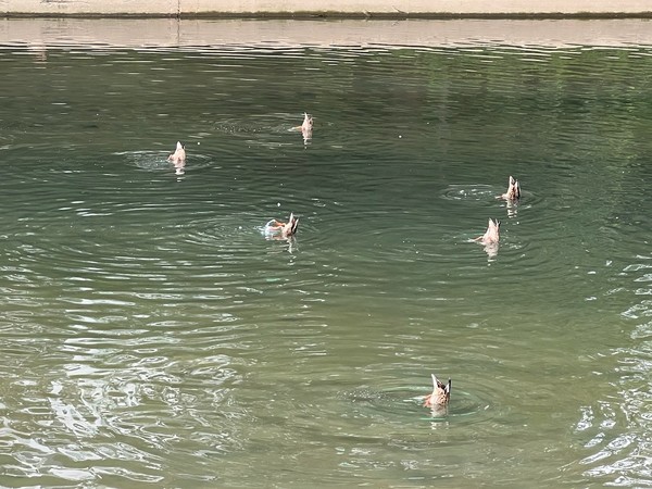 ▲ 오리 여섯마리가 동시에 물구나무 서는 진풍경이 도림천에 펼쳐졌다.