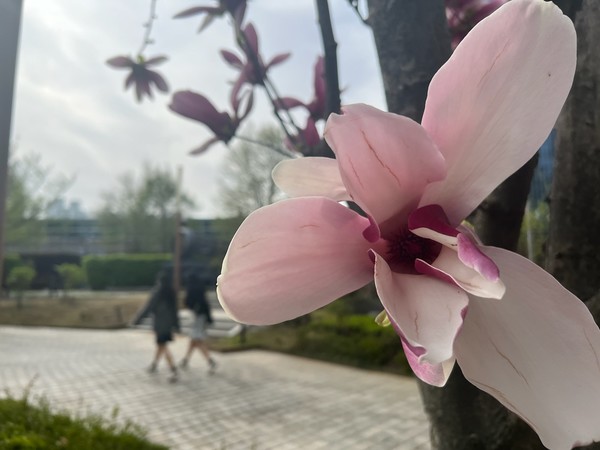 ▲ 자목련은 향기가 아주 좋아 그 냄새를 맡으면 자꾸 맡고 싶어진다.