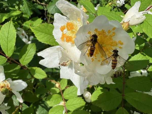 ▲ 눈보다 희고 하얀 오월의 찔레꽃에 벌 두 마리가 붙어있다. 찔레향은 한 번 맡아본 사람은 평생 잊지 못한다.