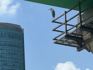 ▲ 고층 건물 높이 만큼 올라와 아래를 내려다 보는 왜가리의 꿈이 실현될까요. 하나의 꿈은 하나의 좌절을 의미합니다.