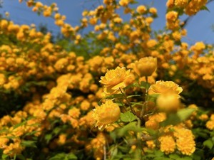 황매화는 노랑을 잘 표현하는 꽃중의 꽃이다.