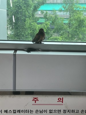 어쩌다 역내로 들어와 많이 놀란 비둘기가 탈출하기 위해 얼마나 안간힘을 썼는지 털이 제법 빠져 있다.