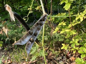 벌써 씨앗이 영글었다. 윤기나는 검은빛이 낙하 준비를 마쳤다고  말하고 있다.