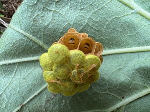 식물의 잎 뒤에 붙어 있는 벌레 뭉치가 마치 웃고 있는 인형 모습 같습니다. 그래서 차마 죽일 용기가 나지 않더군요.