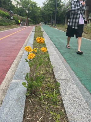 꽃을 살려둔 예초기 작업자님께 감사인사드립니다.