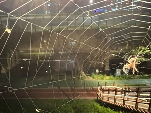 ▲ 볼 때마다 입을 쩍 벌리게 만드는 거미줄에 오늘 밤에 어떤 벌레들이 걸려들지 궁금합니다.