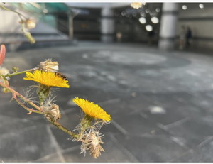 노랑꽃에 노랑벌이라니. 오늘 같은 날은 운수 대통을 꿈꿔도 좋다.