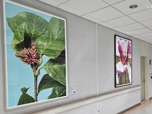 ▲ 국민건강보험 일산병원이 7월 1일부터 병원 내 공간을 활용해 모든 위로의 형태를 주제로 한 미술 전시회를 시작했다.