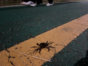 사람의 길로 올라온 안양천 참게가 화들짝 놀라 집게발을 들고 위협하고 있다.