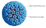 자궁경부암을 일으키는 HPV(인유두종바이러스).