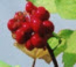 산삼의 꽃