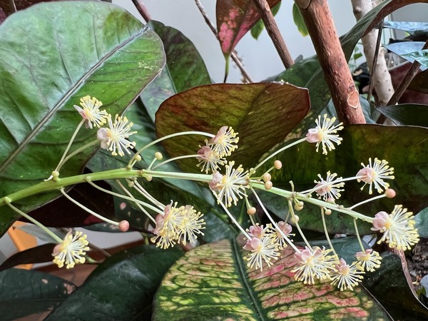 ▲ 화려한 잎에 가려 꽃을 보는데 시간이 걸렸다. 향이 지기전에 본 것은 행운이었다.