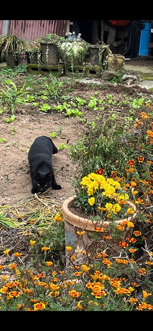 ▲ 검은 고양이 한 마리가 긴장한 채 상대를 주시하고 있다.