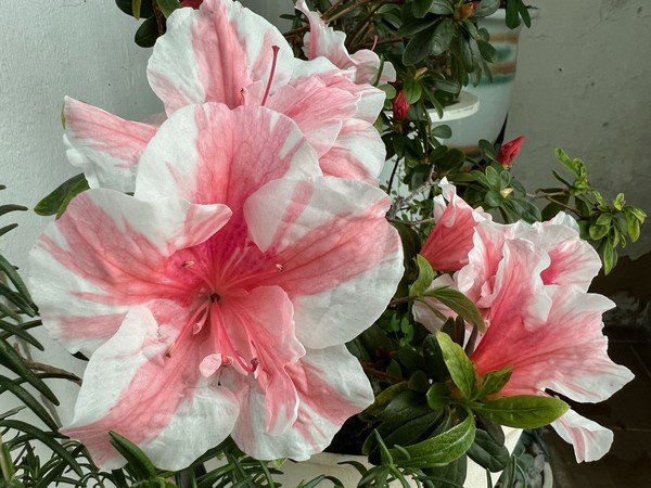 ▲ 올해도 어김없이 활짝 핀 철쭉을 보면서 환하게 웃어본다. 웃는자에게 복이 있나니.