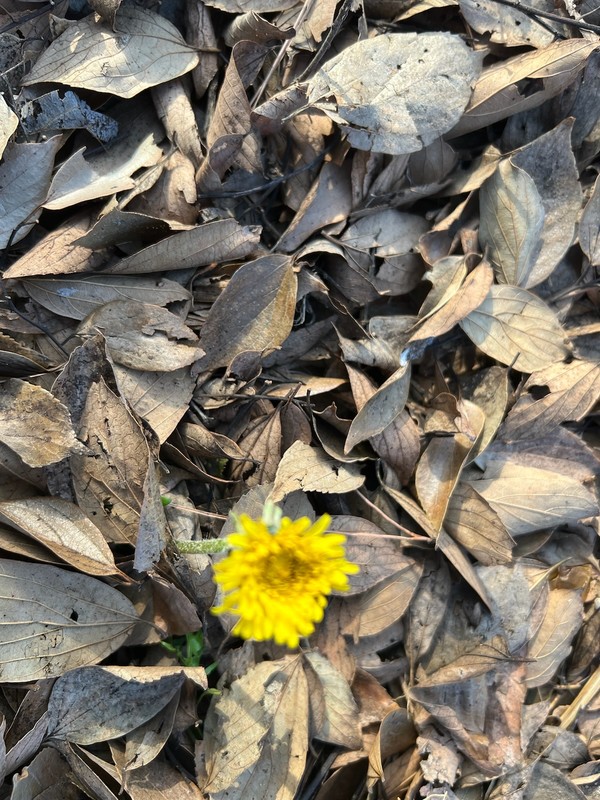 ▲ 요 며칠, 봄 기운이 완연하더니 노랑 요정이 나타났다.